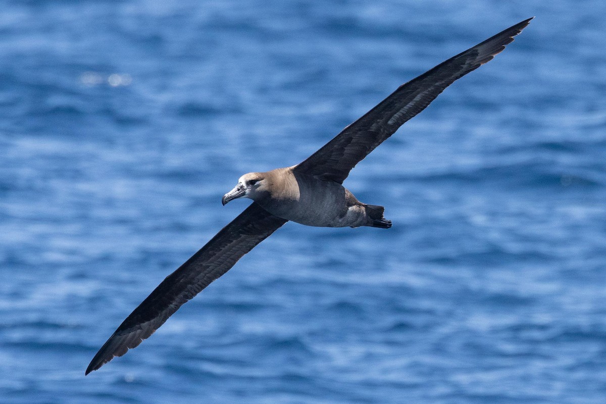 albatros černonohý - ML619913659