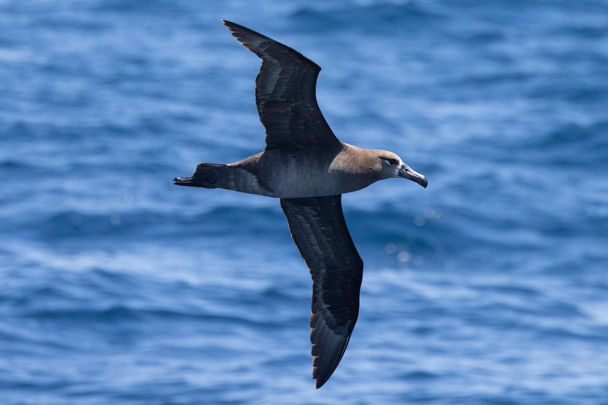 albatros černonohý - ML619913661