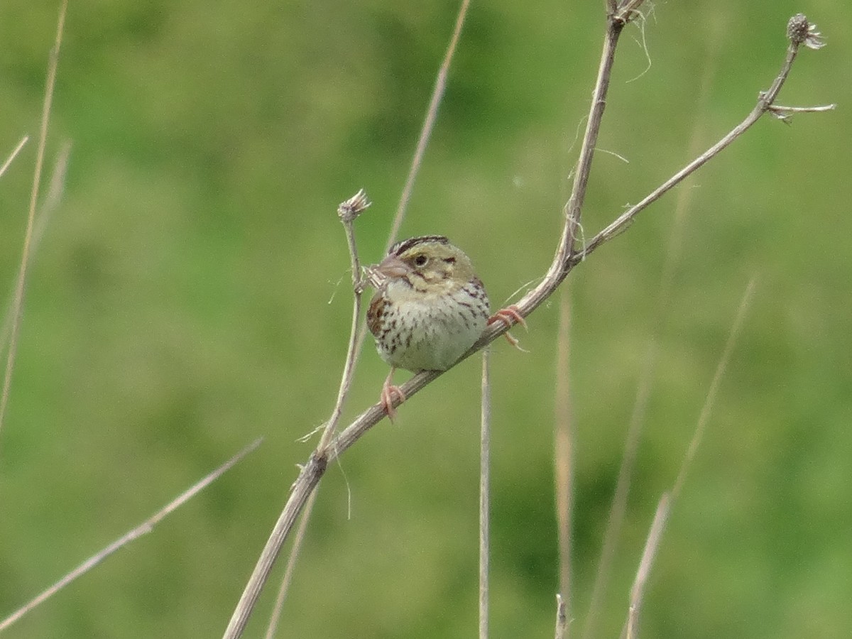 Henslow's Sparrow - ML619913662