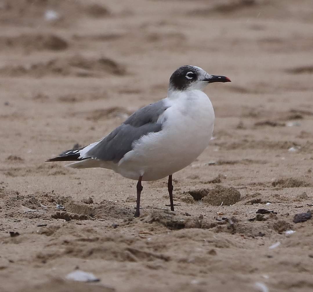 Franklin's Gull - ML619913668