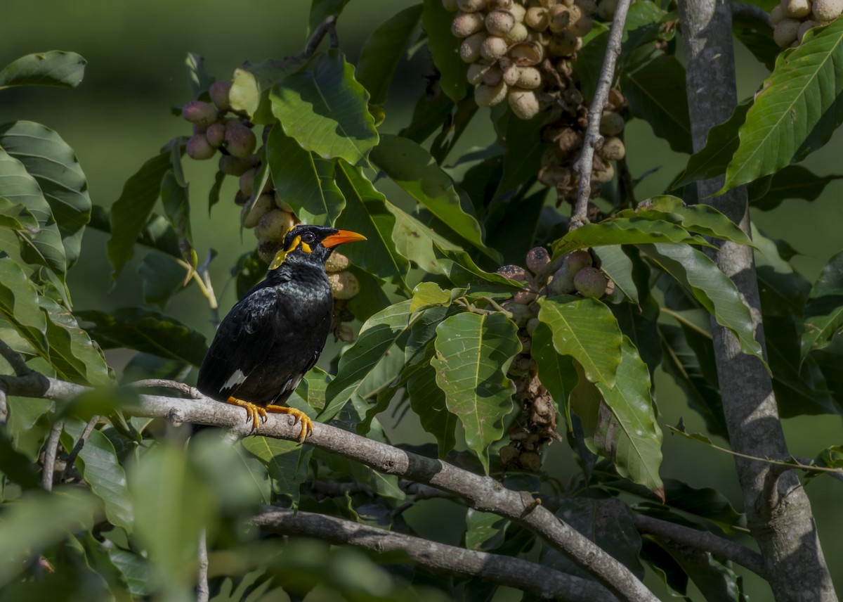 Southern Hill Myna - ML619913672