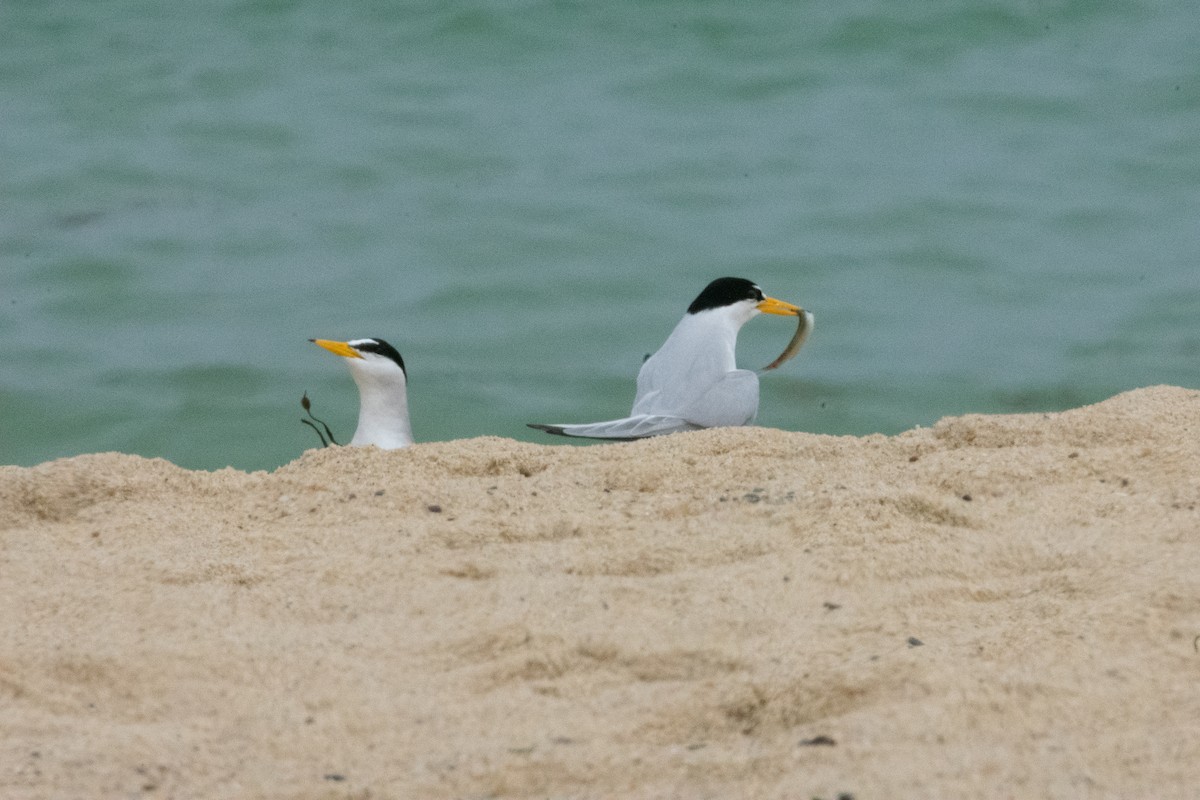 Least Tern - ML619913674