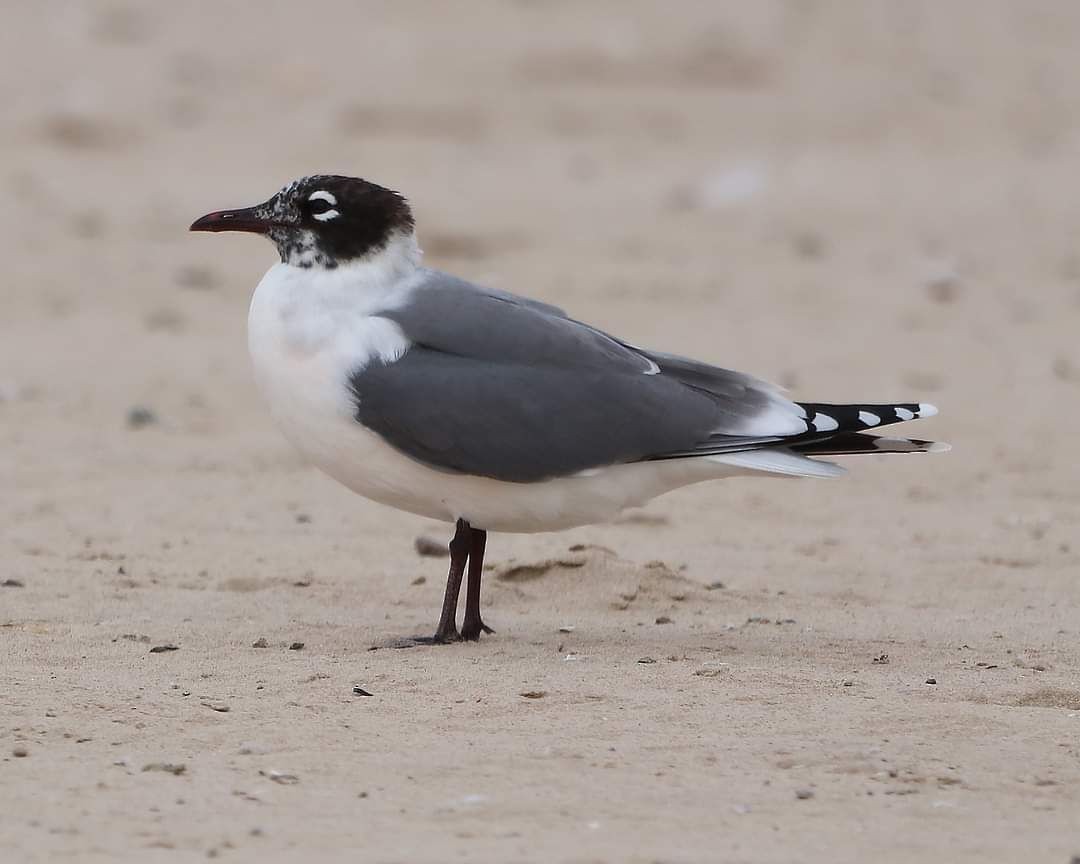 Franklin's Gull - ML619913677