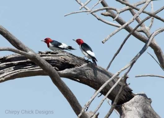 Red-headed Woodpecker - ML619913679
