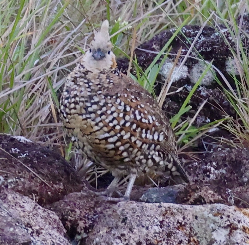 Crested Bobwhite - ML619913683