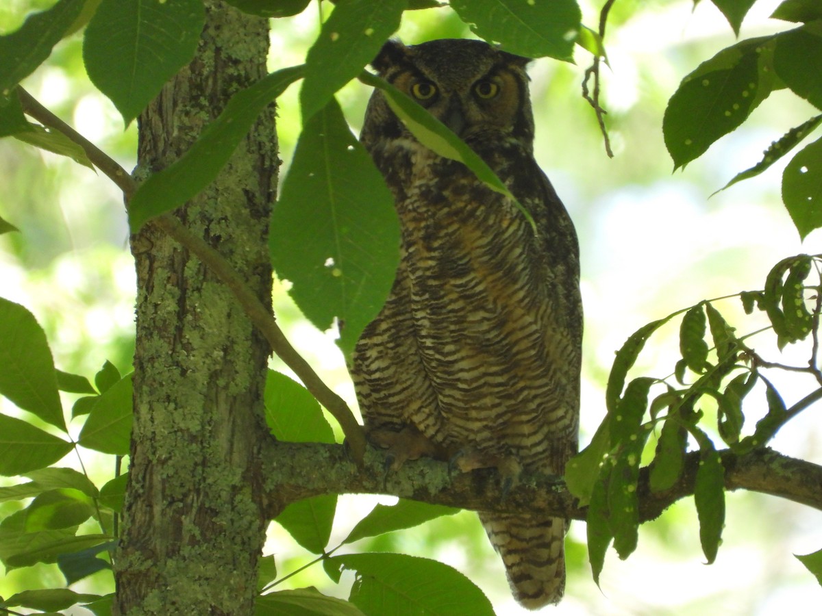 Great Horned Owl - ML619913684