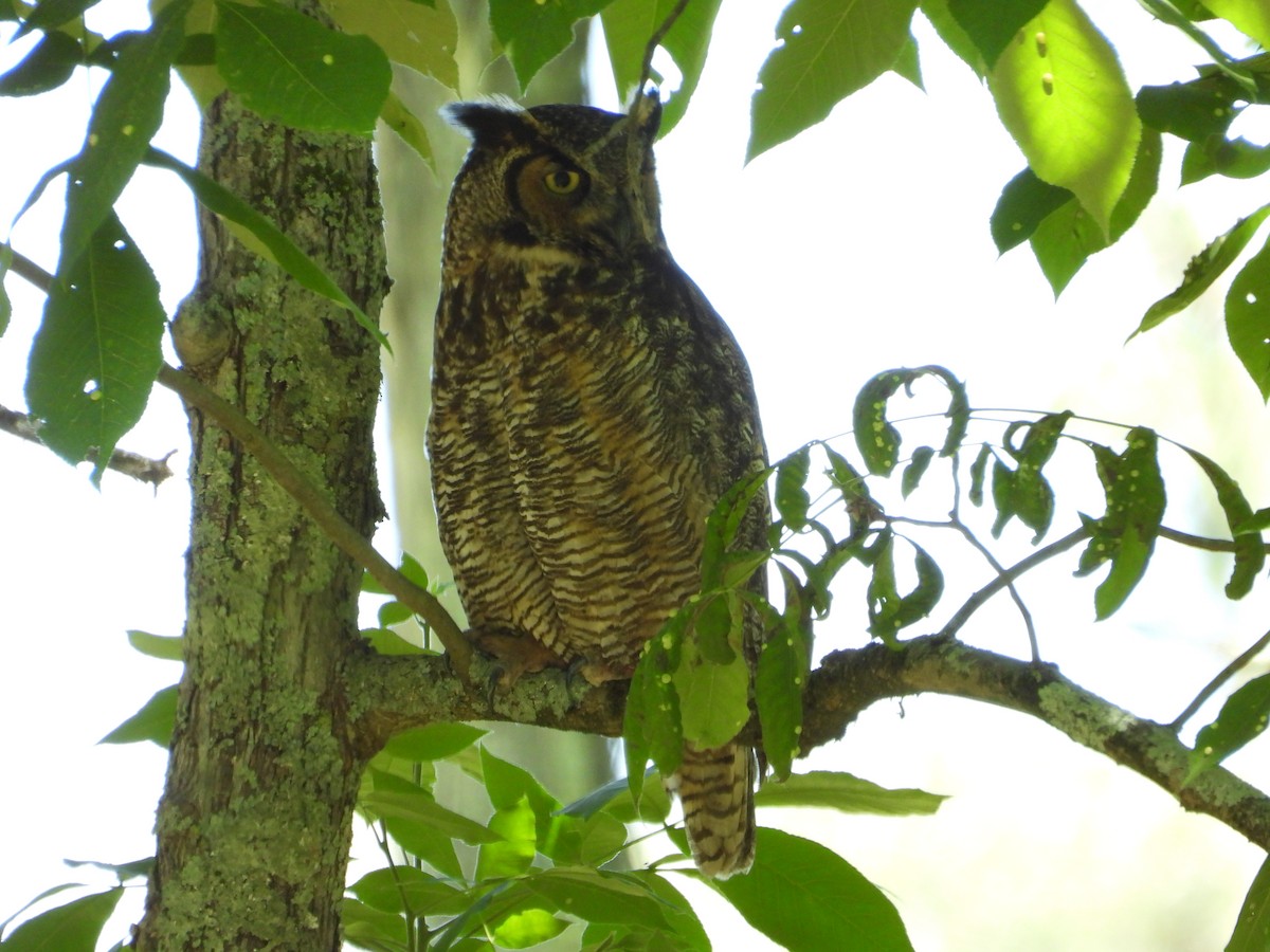 Great Horned Owl - ML619913685