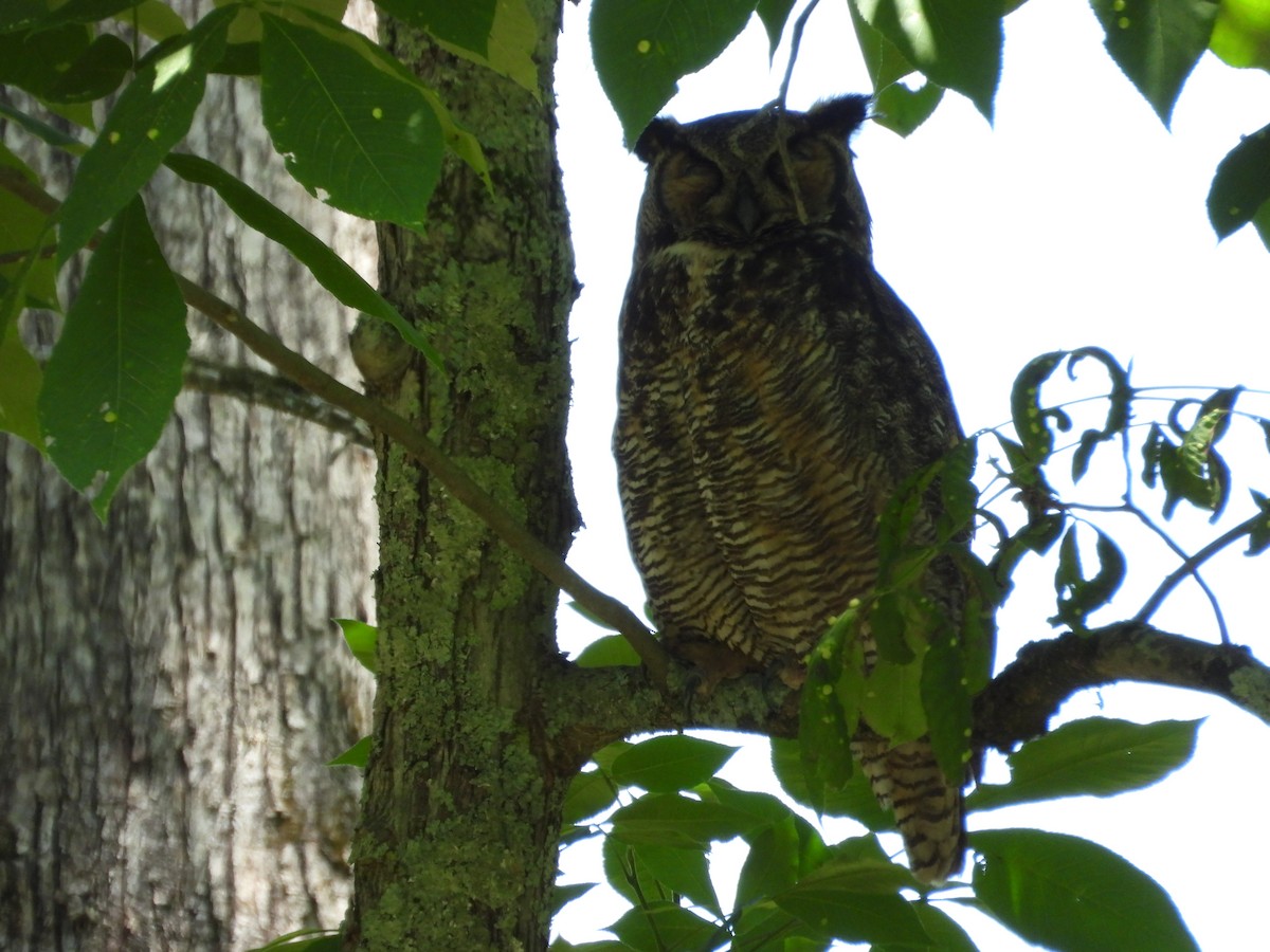 Great Horned Owl - ML619913686