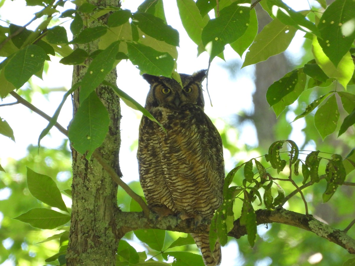 Great Horned Owl - ML619913687