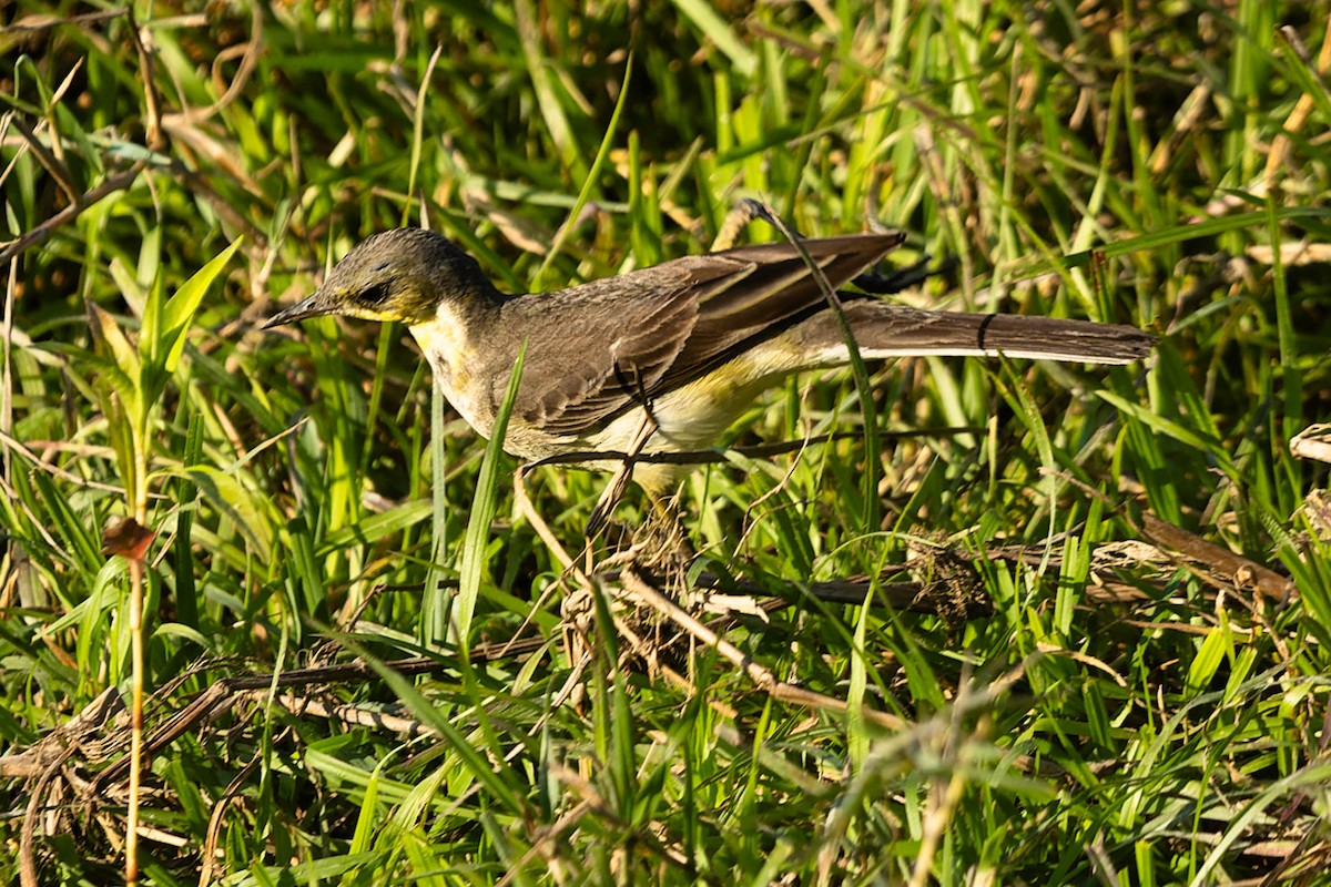 Eastern Yellow Wagtail - ML619913688