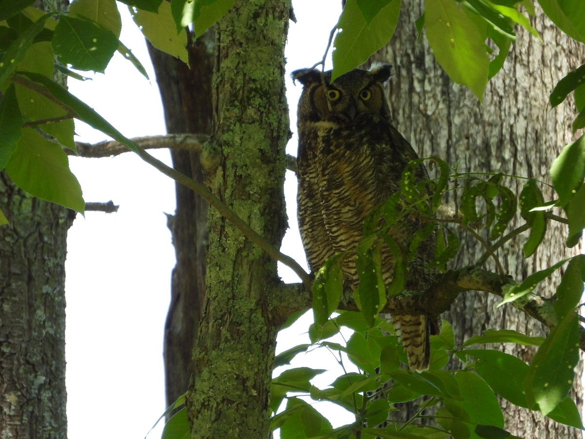 Great Horned Owl - ML619913689