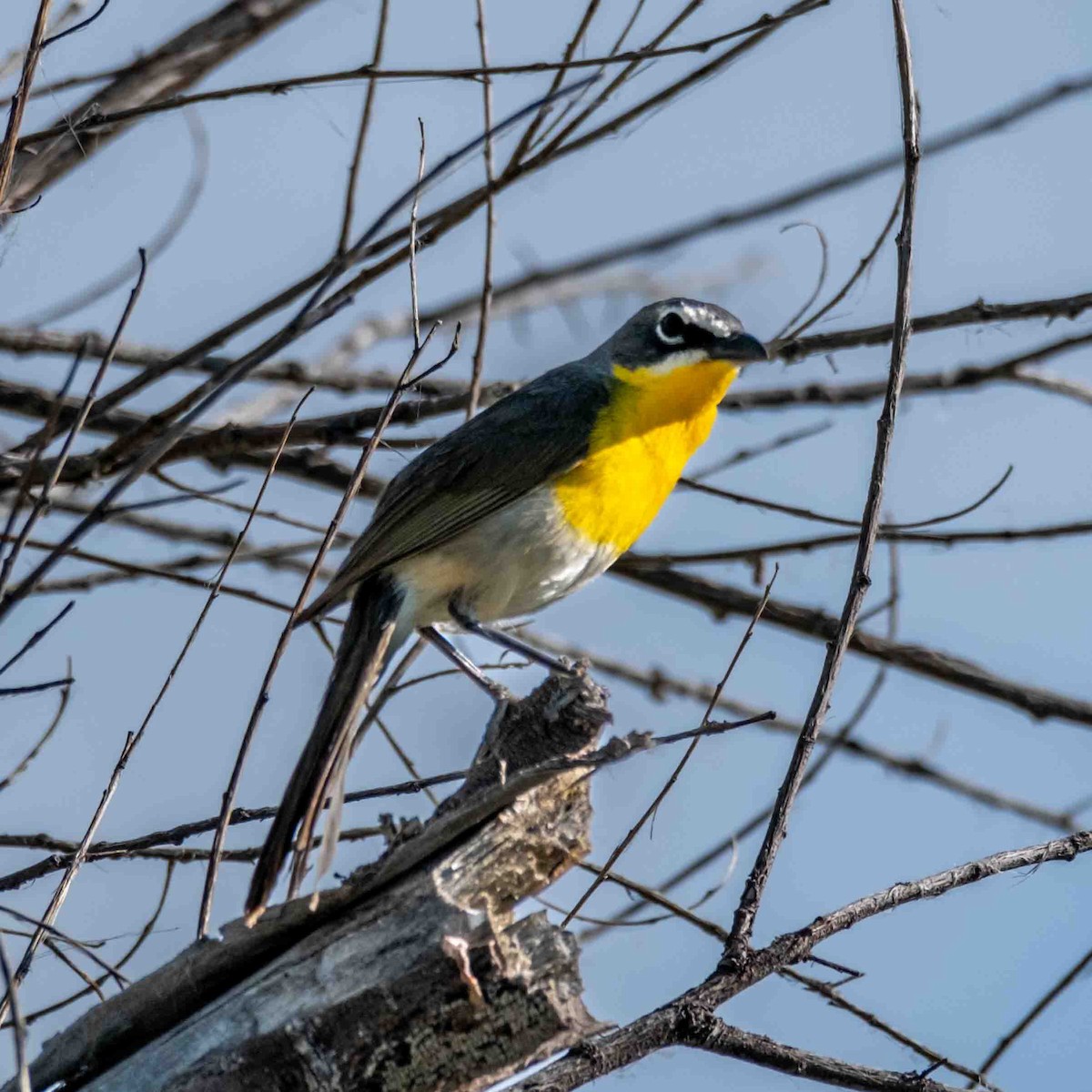 Yellow-breasted Chat - ML619913691