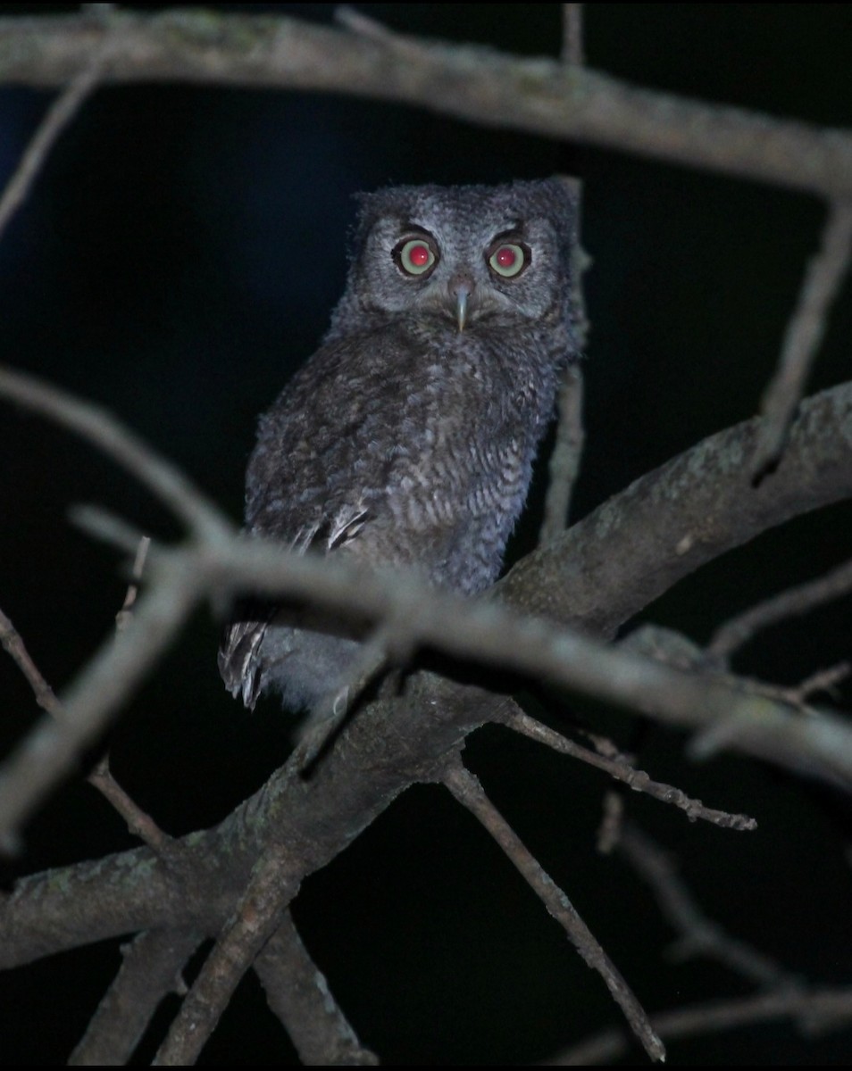 Eastern Screech-Owl - ML619913697