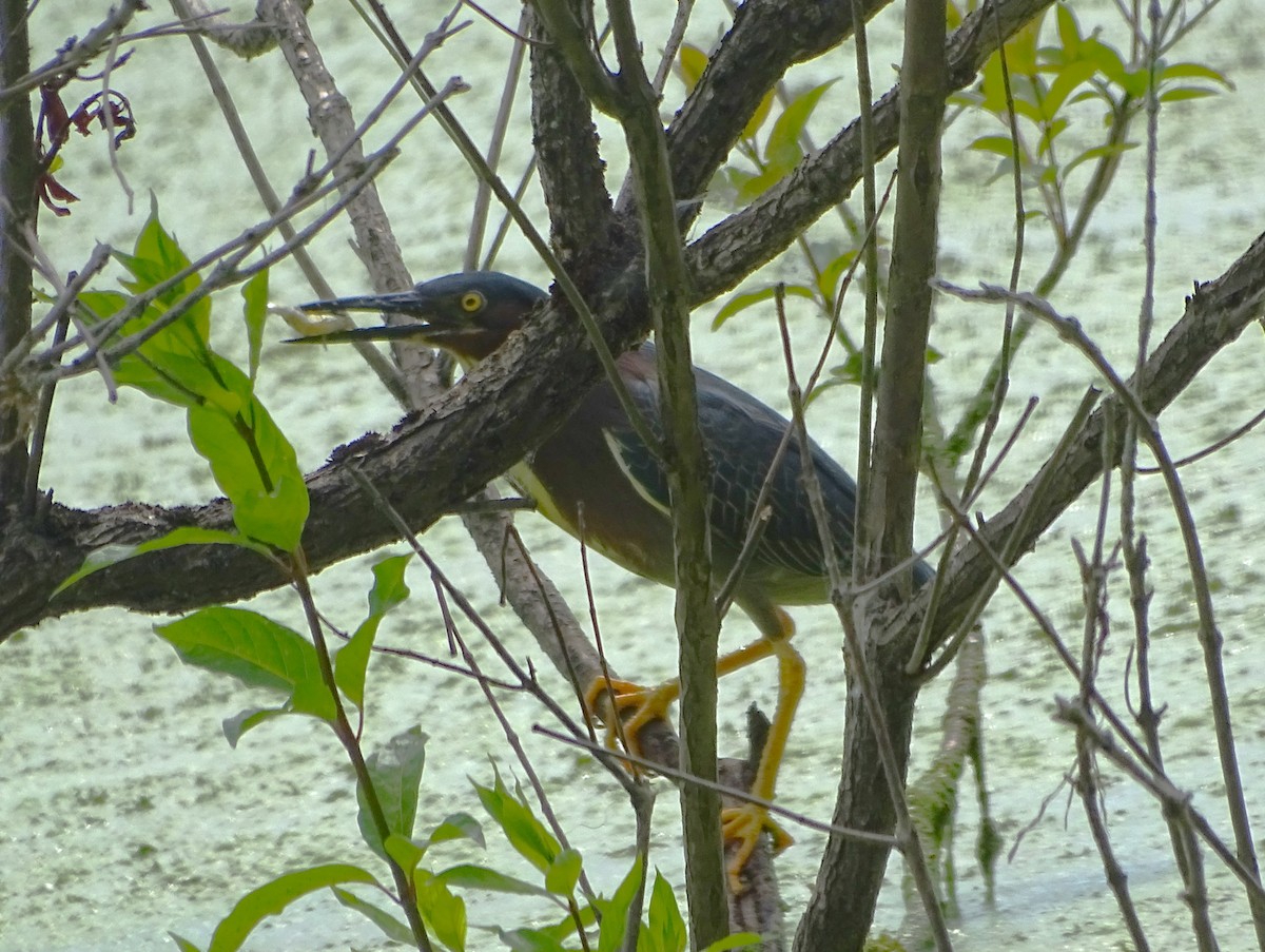 Green Heron - ML619913719