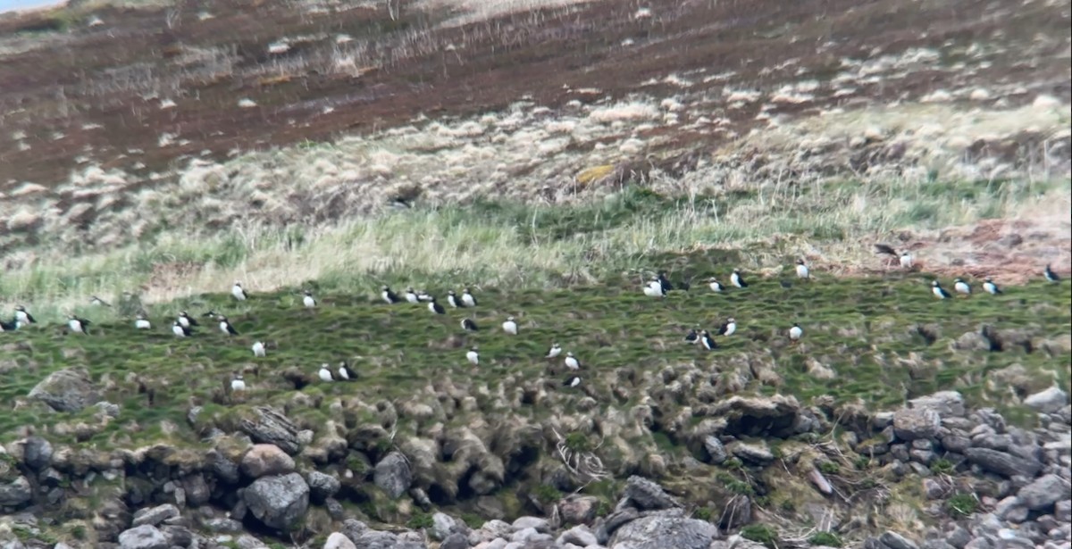 Atlantic Puffin - ML619913720