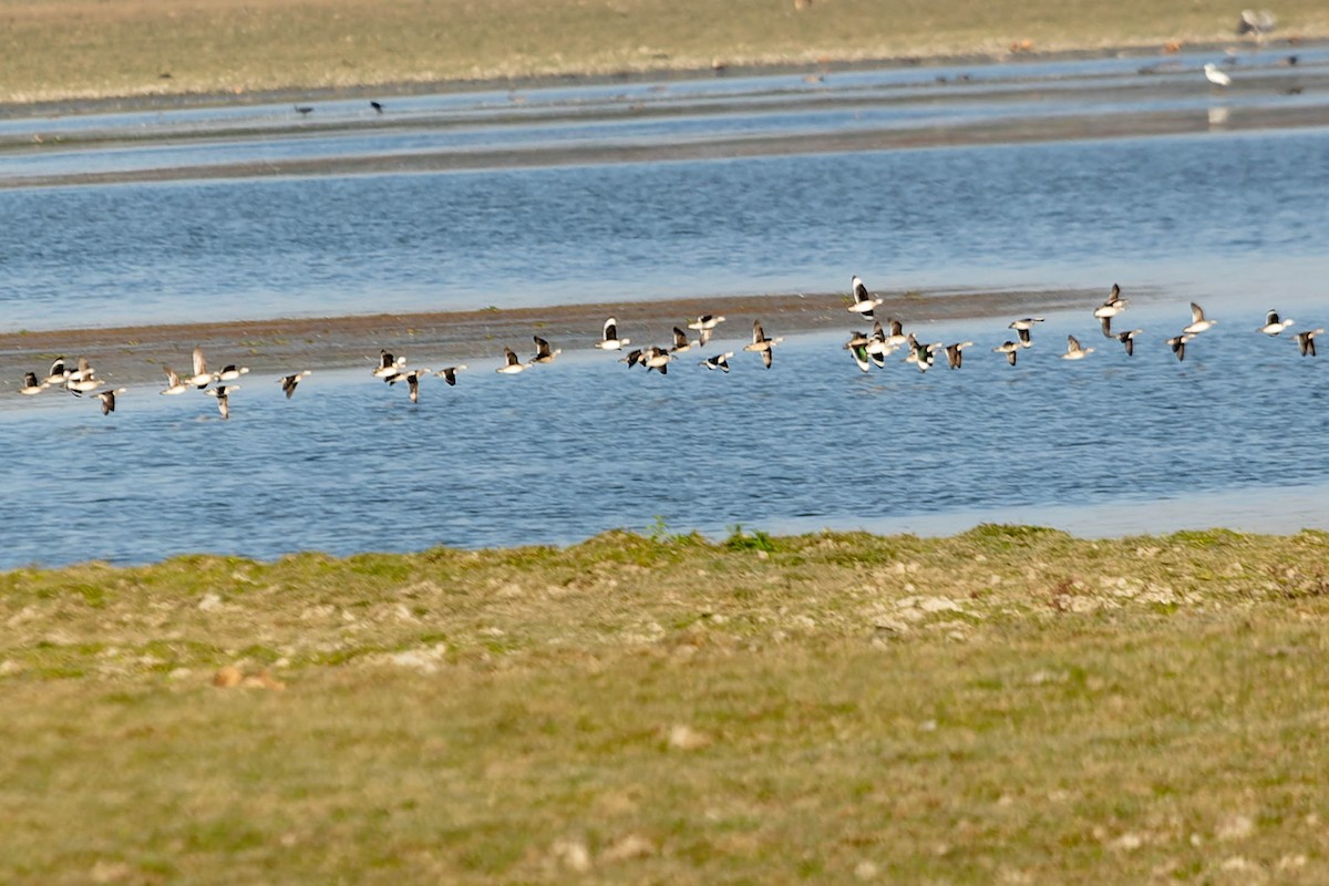 Cotton Pygmy-Goose - ML619913721