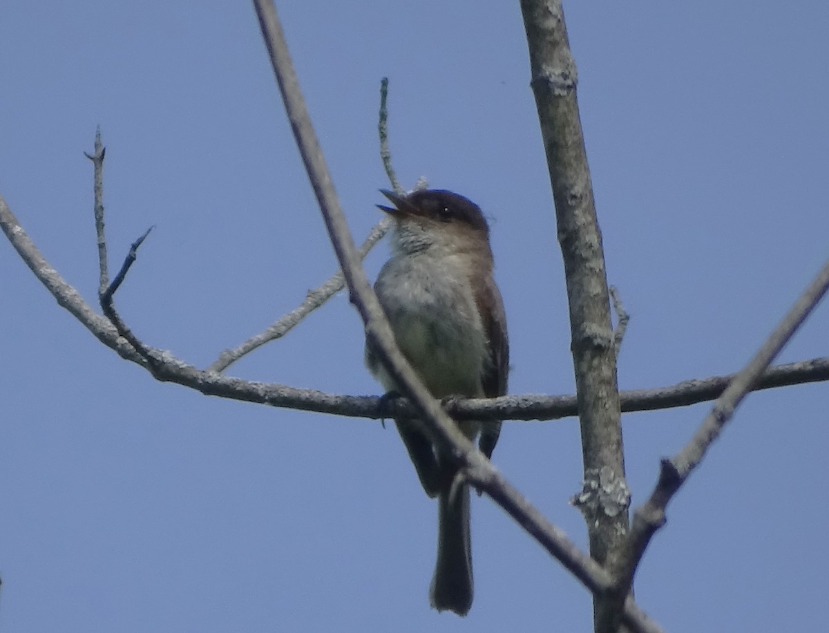 Eastern Phoebe - ML619913723