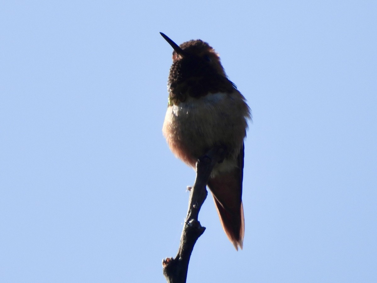Allen's Hummingbird - ML619913736