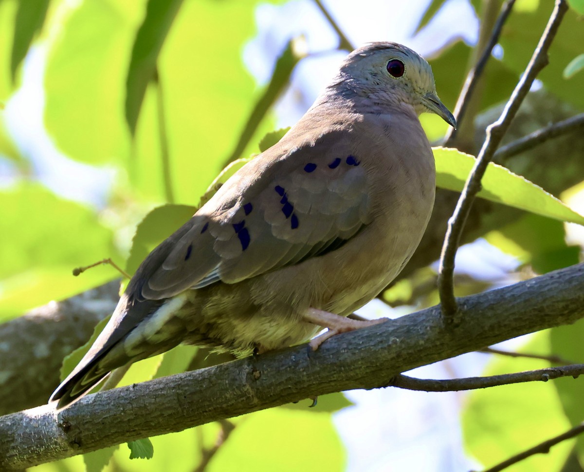 Plain-breasted Ground Dove - ML619913743