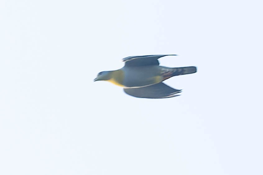 Yellow-footed Green-Pigeon - ML619913744