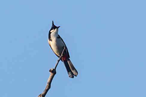 Red-whiskered Bulbul - ML619913746