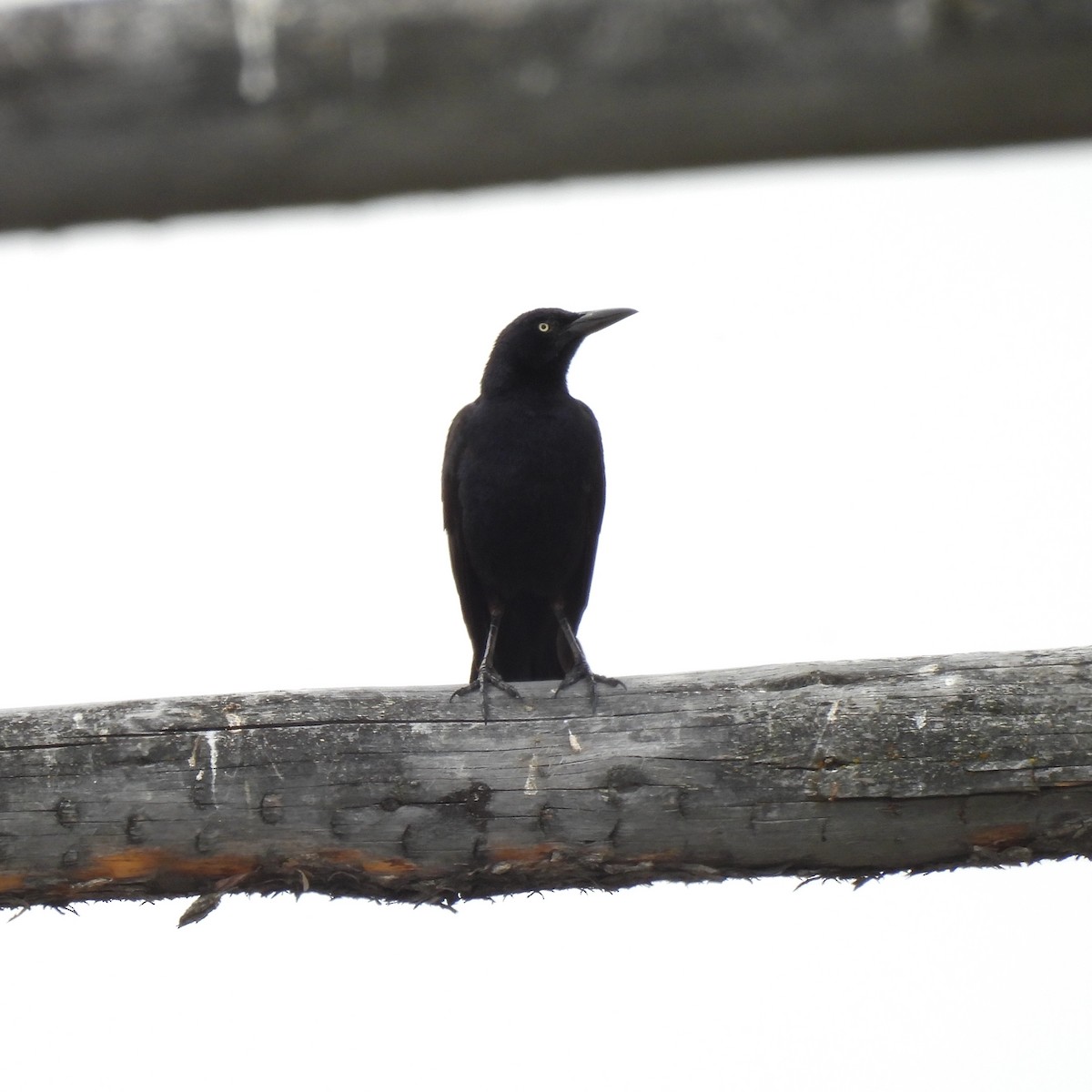 Great-tailed Grackle - ML619913754