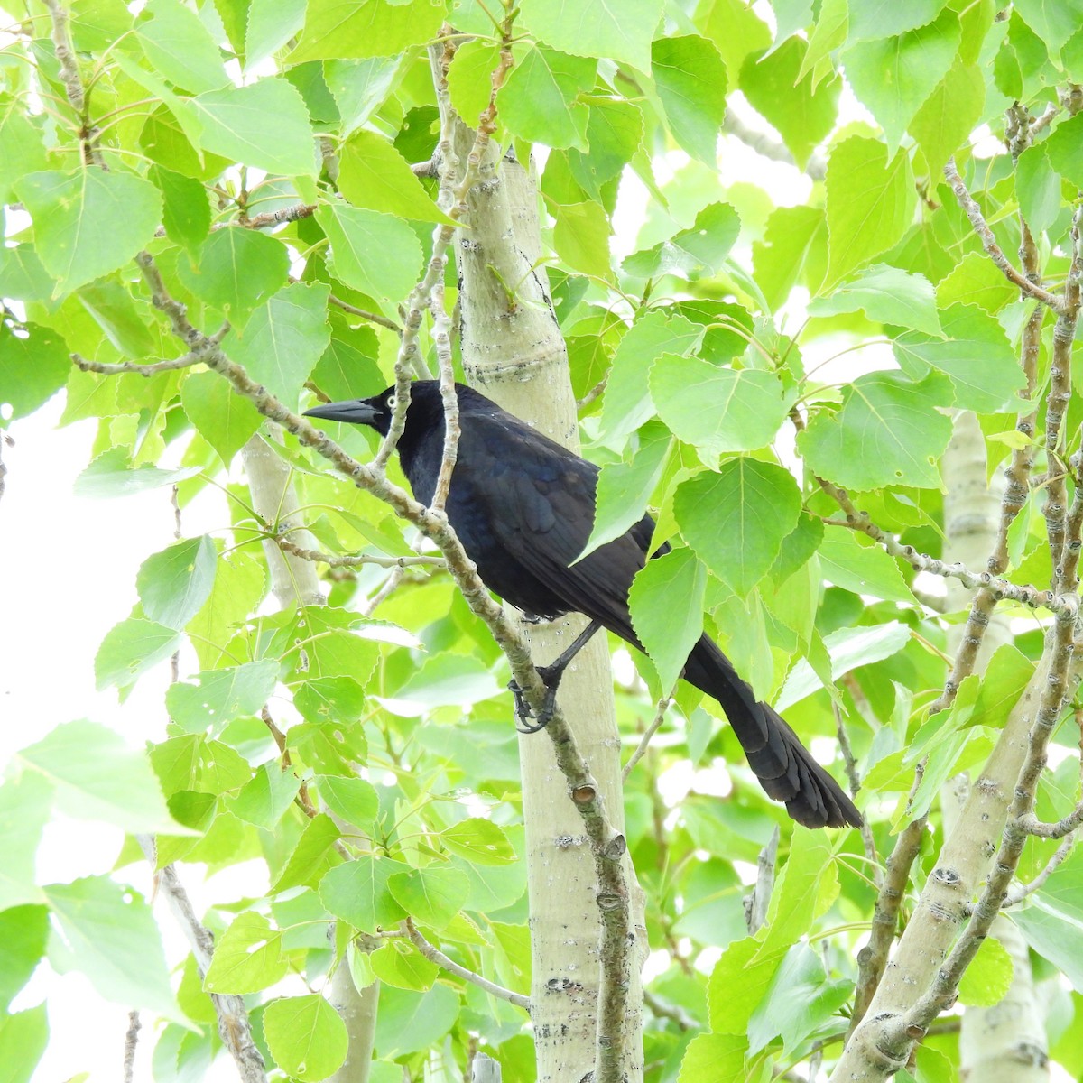 Great-tailed Grackle - ML619913755