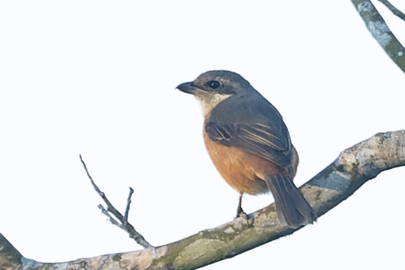 Gray-backed Shrike - ML619913757