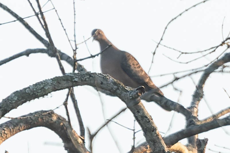 Oriental Turtle-Dove - ML619913760