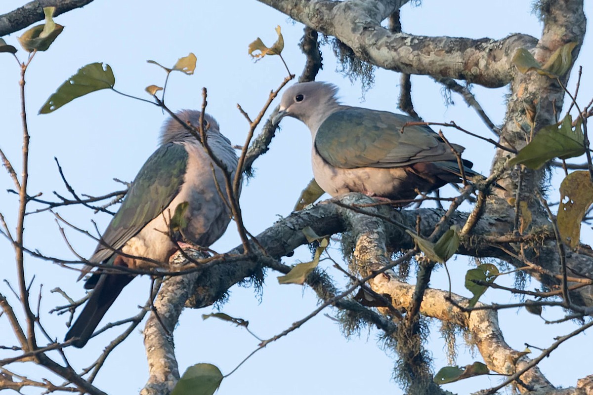 Green Imperial-Pigeon - Zebedee Muller