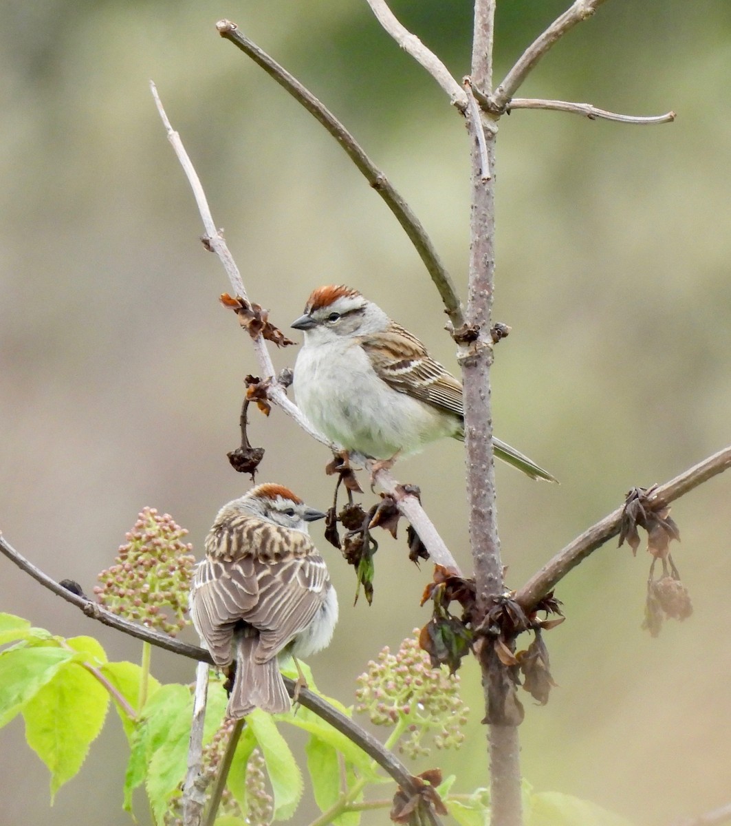 Chipping Sparrow - ML619913764