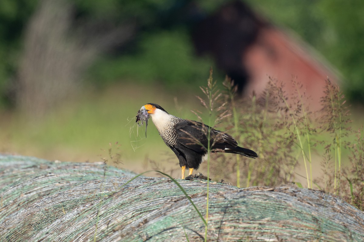 Crested Caracara (Northern) - ML619913766