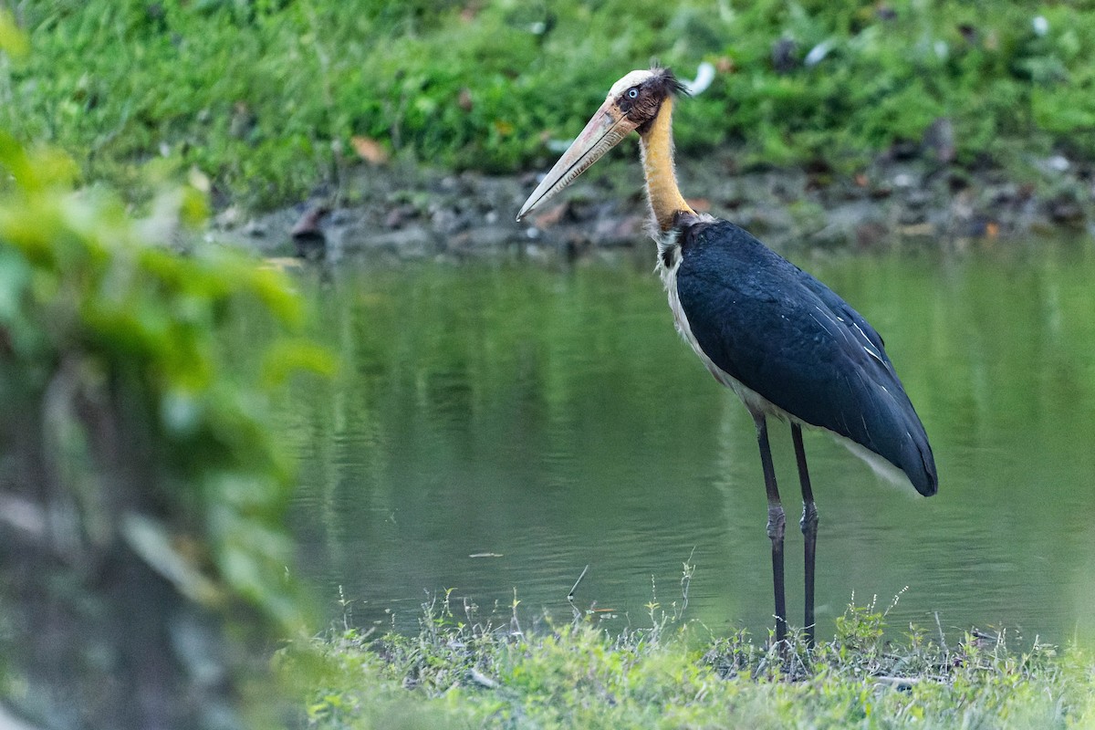 Lesser Adjutant - ML619913768