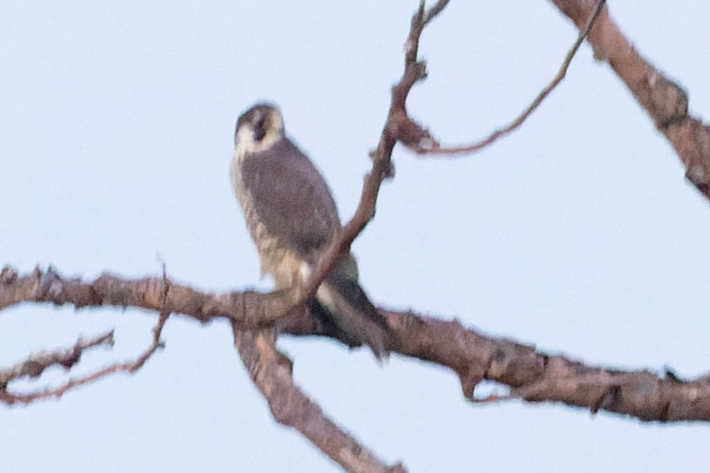 Peregrine Falcon - ML619913778