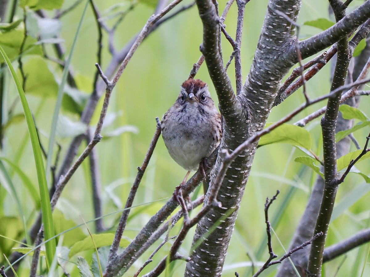 Swamp Sparrow - ML619913784