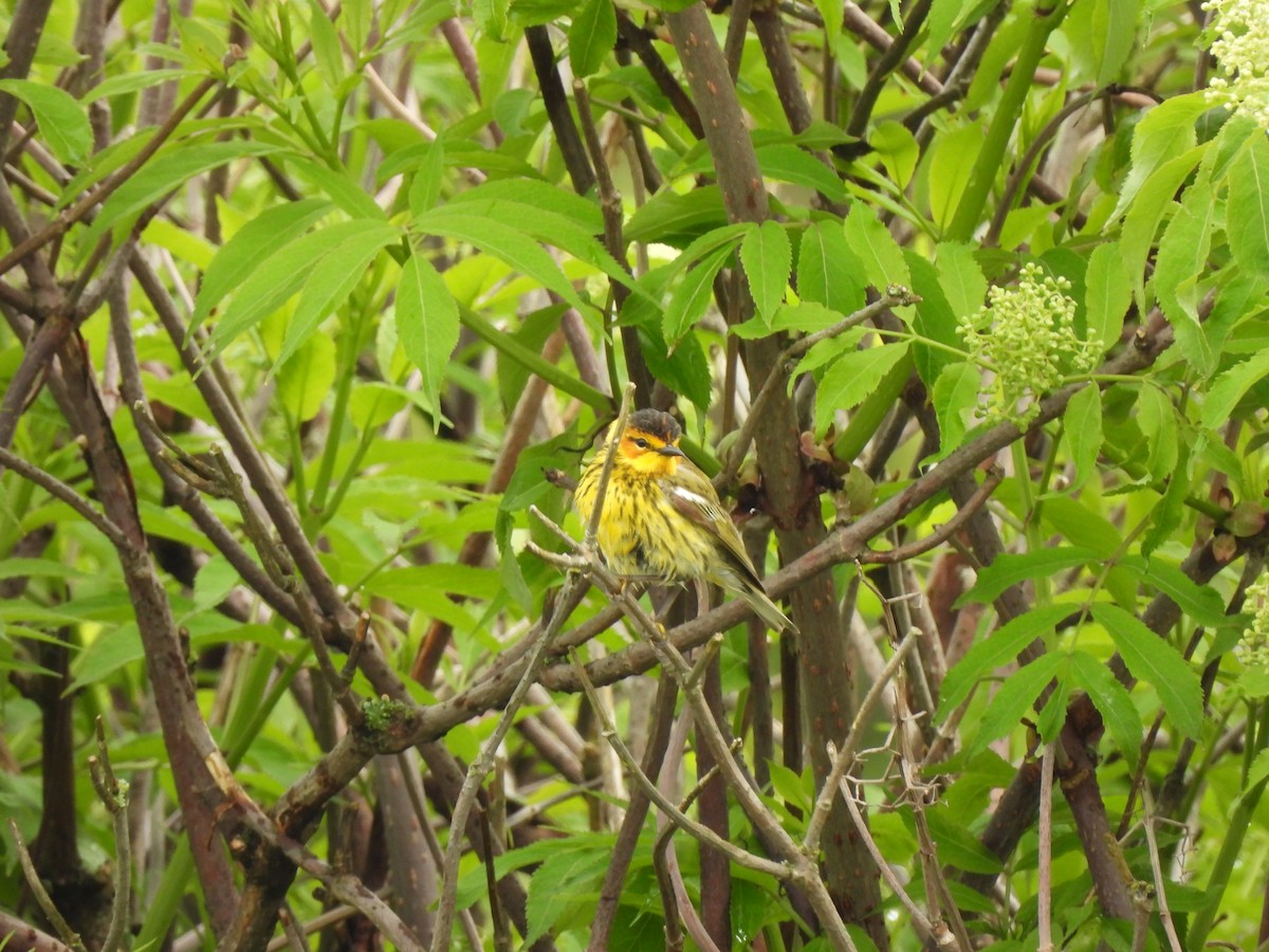 Cape May Warbler - ML619913805
