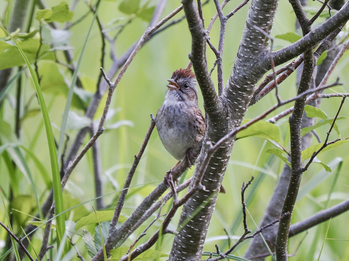 Swamp Sparrow - ML619913806
