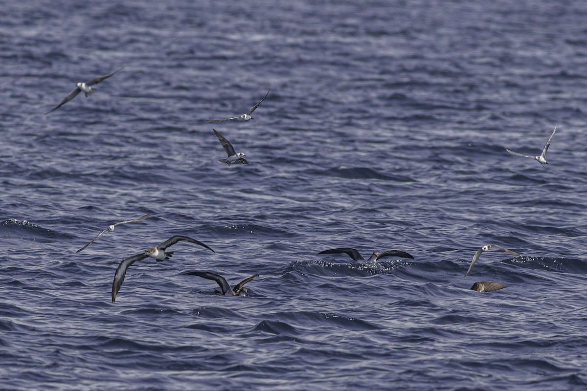 Wedge-tailed Shearwater - ML619913812