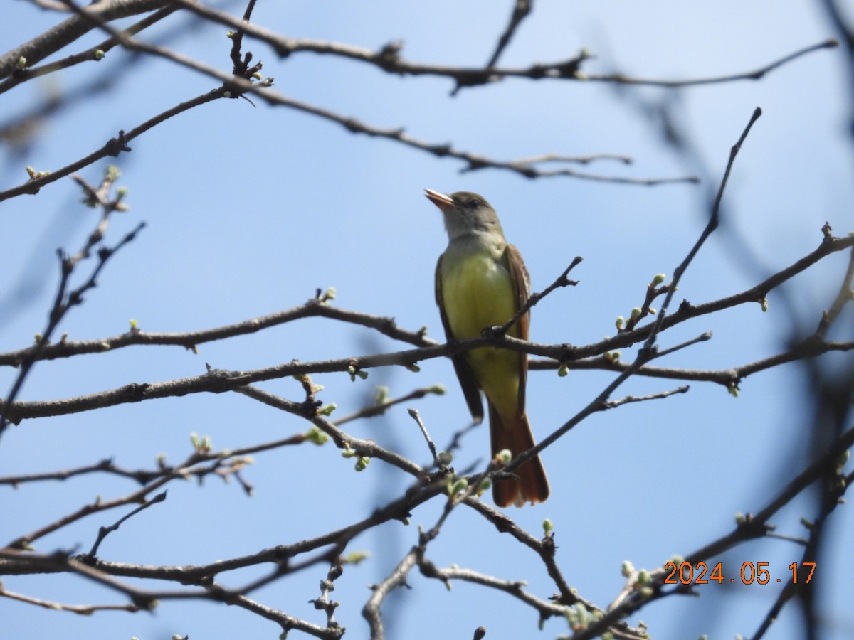 Great Crested Flycatcher - ML619913817