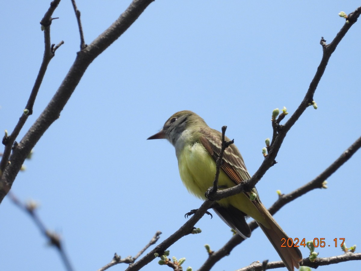 Great Crested Flycatcher - ML619913820