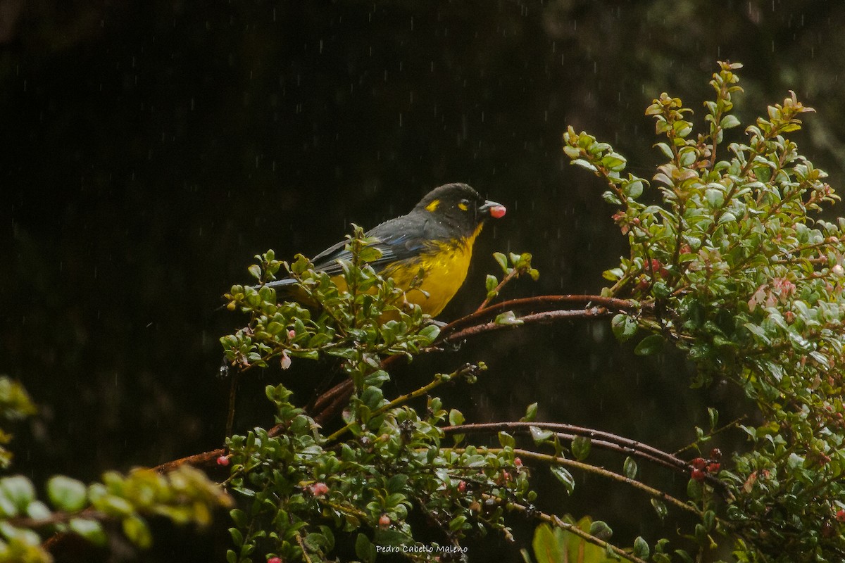 Lacrimose Mountain Tanager - ML619913821