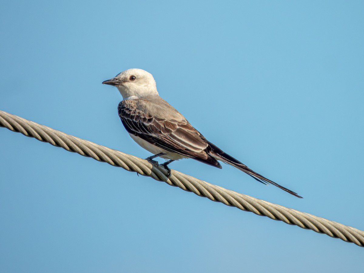 Scissor-tailed Flycatcher - ML619913826