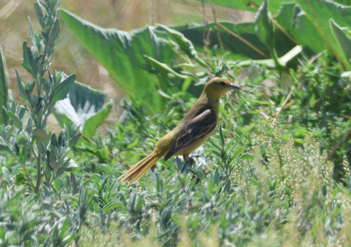 Orchard Oriole - ML619913833