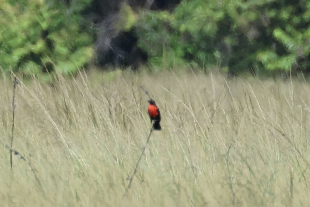Red-breasted Meadowlark - ML619913838