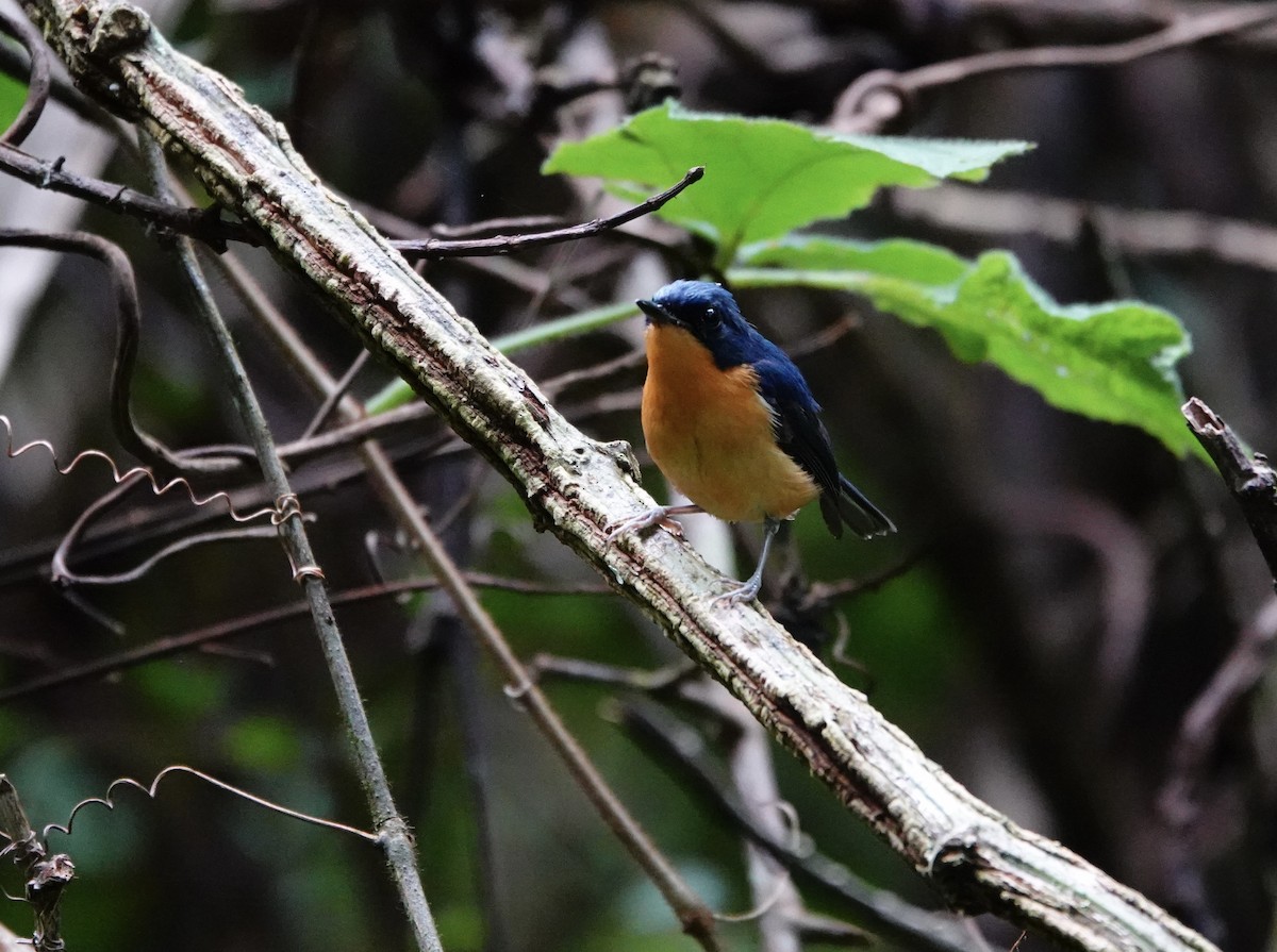 Pygmy Flycatcher - ML619913848