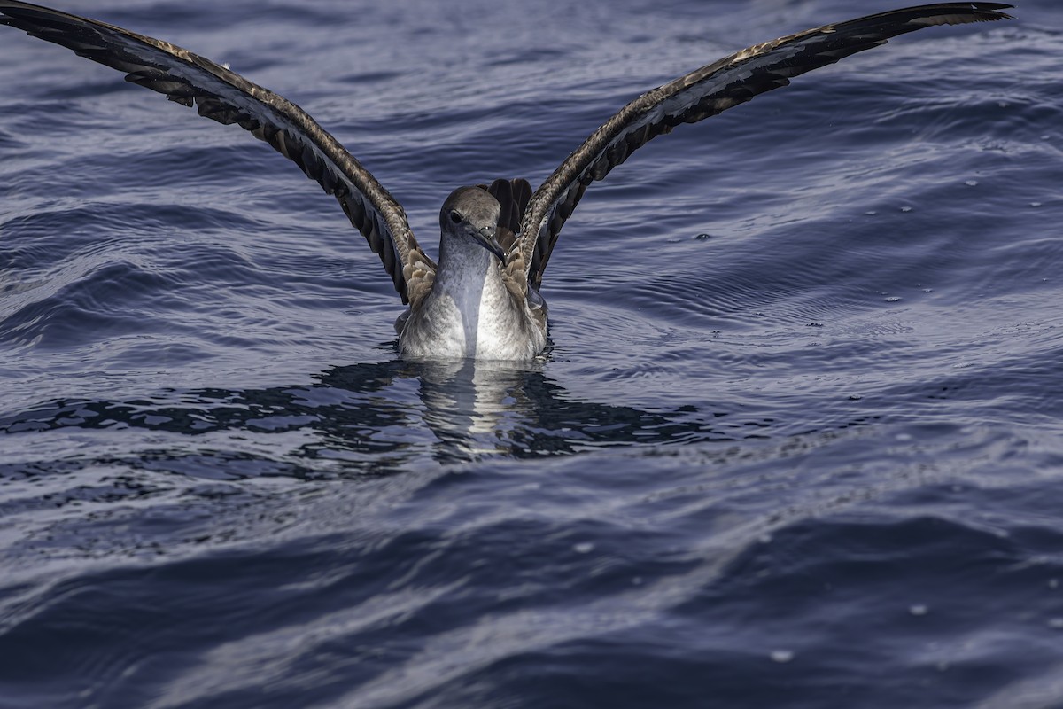 Wedge-tailed Shearwater - ML619913850