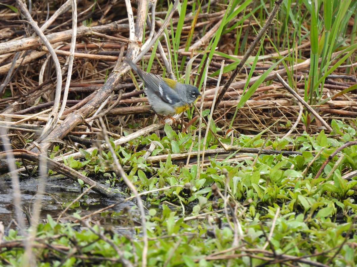 Northern Parula - ML619913854