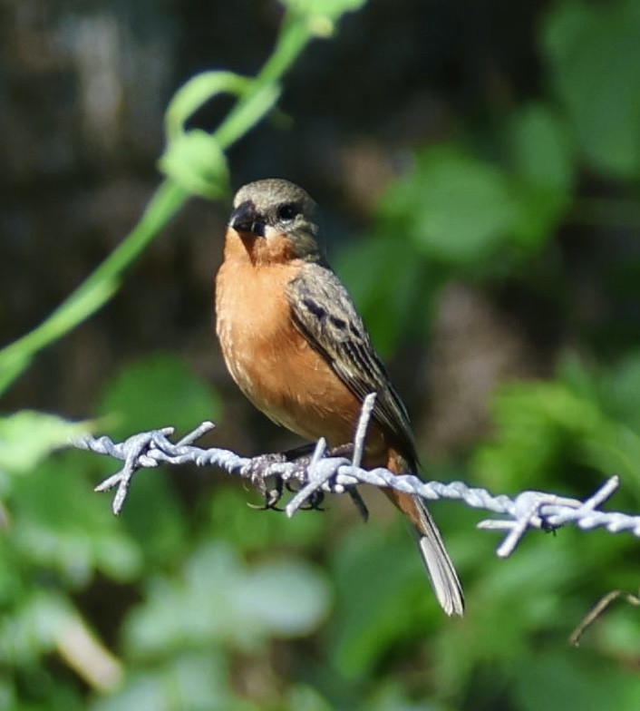 Ruddy-breasted Seedeater - ML619913857