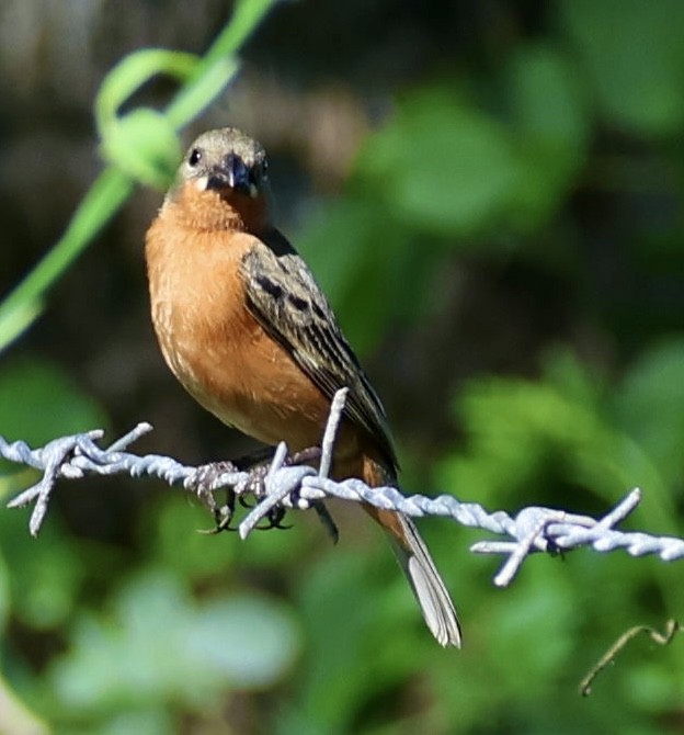 Ruddy-breasted Seedeater - ML619913858