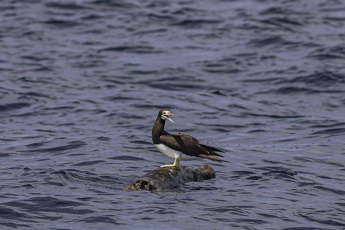 Brown Booby - ML619913865